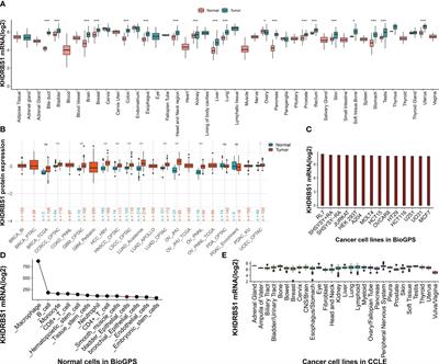 KHDRBS1 as a novel prognostic signaling biomarker influencing hepatocellular carcinoma cell proliferation, migration, immune microenvironment, and drug sensitivity